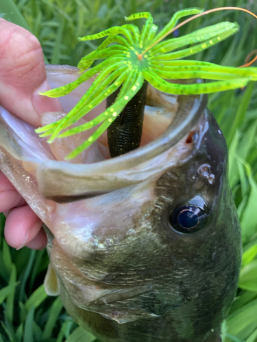 ラージマウスバスの釣果