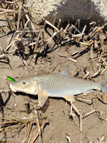 ニゴイの釣果