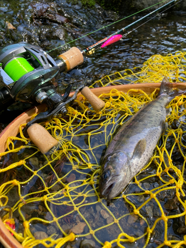 ヤマメの釣果