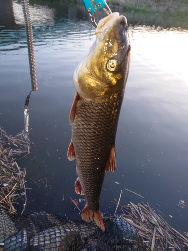 ニゴイの釣果