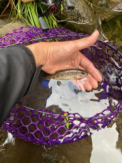 ヤマメの釣果