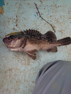 ソイの釣果