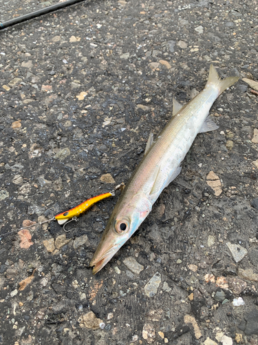 カマスの釣果