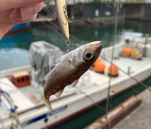 クロムツの釣果