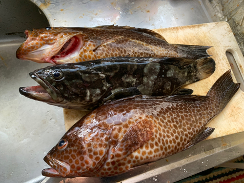 オオモンハタの釣果