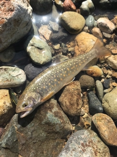 ニッコウイワナの釣果