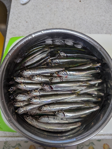 カタクチイワシの釣果