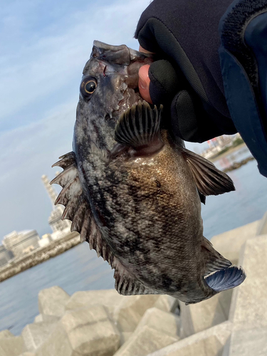 クロソイの釣果