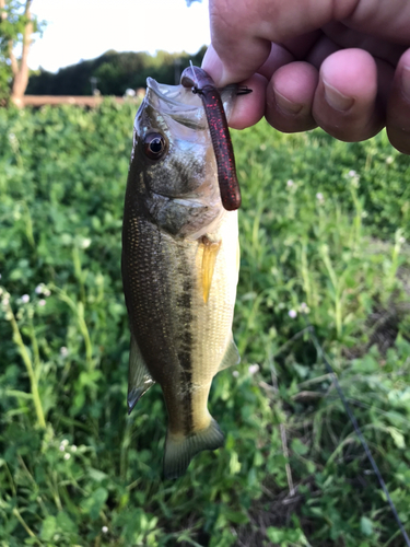 ブラックバスの釣果