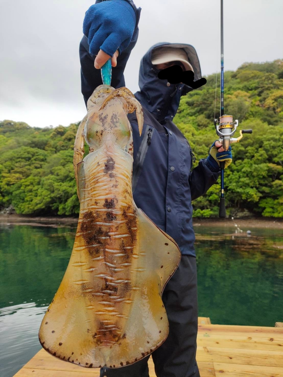 アオリイカ