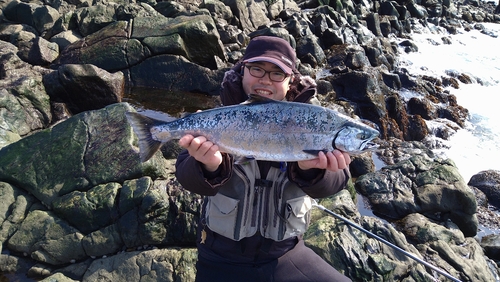 サクラマスの釣果