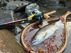 ヤマメの釣果