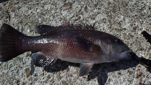 コブダイの釣果