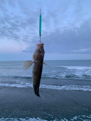 ホッケの釣果