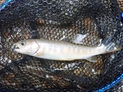 イワナの釣果