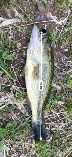 ブラックバスの釣果