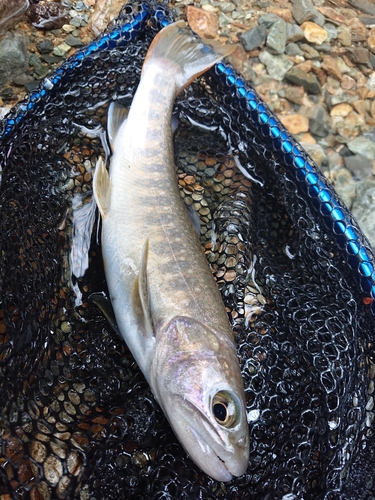 イワナの釣果