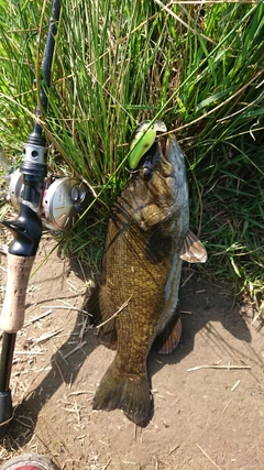 スモールマウスバスの釣果