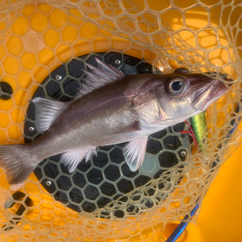 アラの釣果