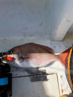 タイの釣果