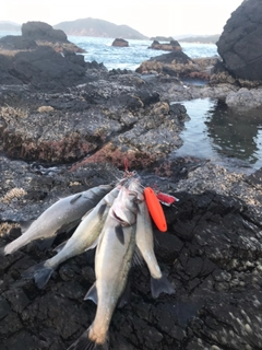 ヒラスズキの釣果