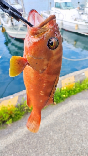 アカハタの釣果