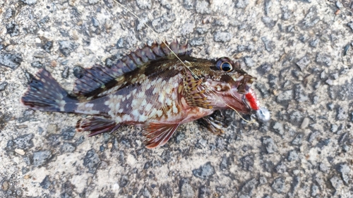 カサゴの釣果