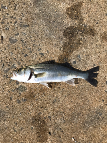 セイゴ（マルスズキ）の釣果