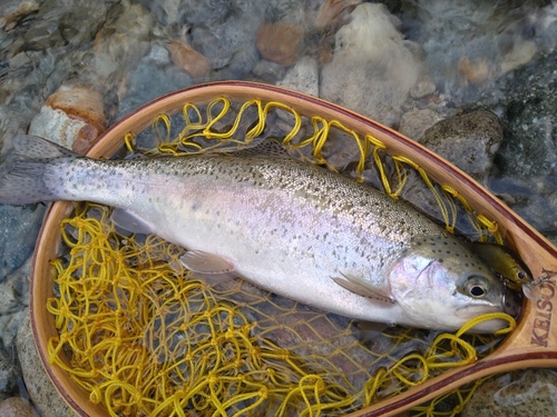 ニジマスの釣果