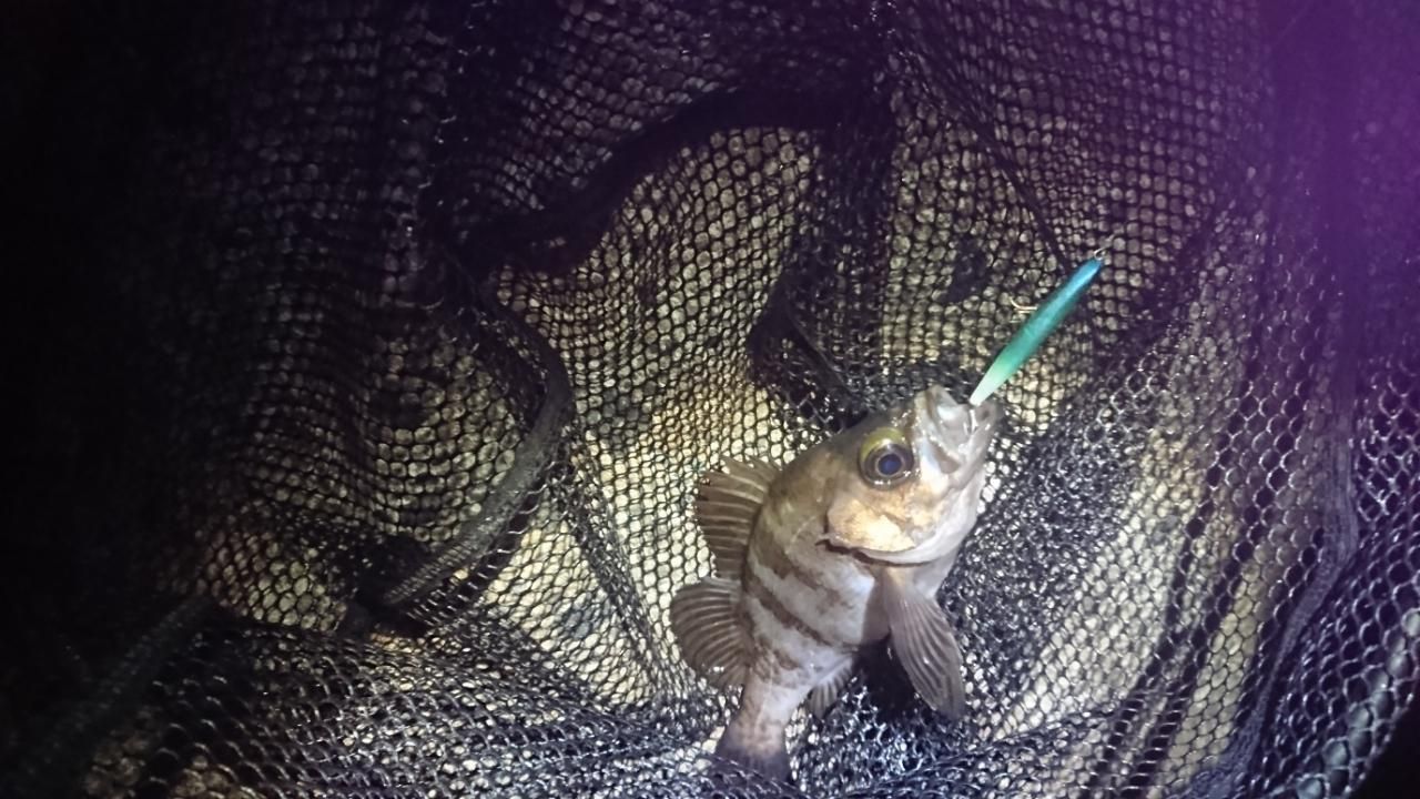 メバル