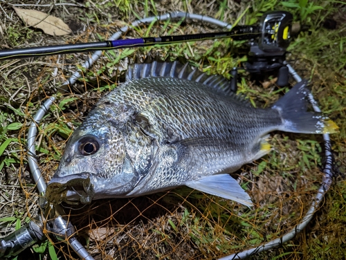 キビレの釣果