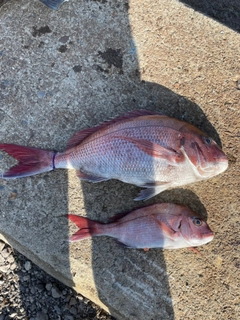 タイの釣果