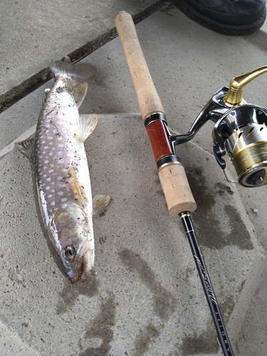 アメマスの釣果