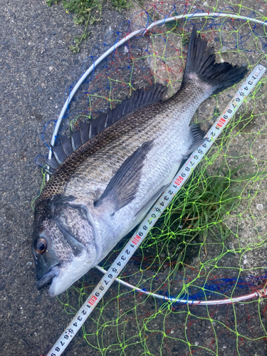 チヌの釣果