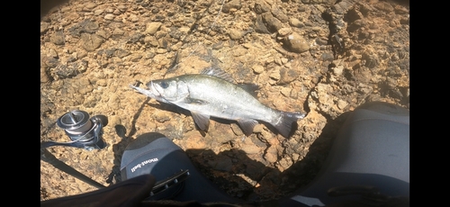 ヒラスズキの釣果