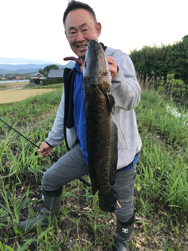 ライギョの釣果