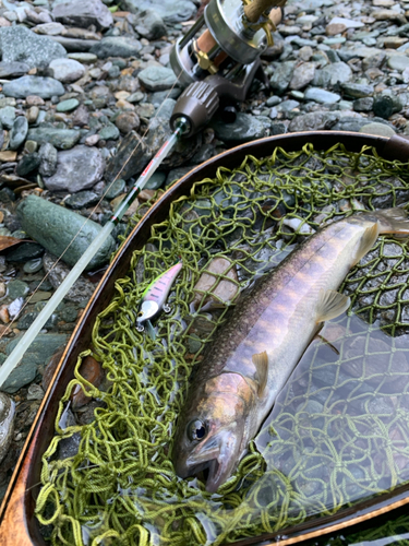 イワナの釣果