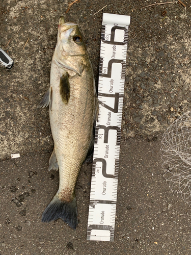 スズキの釣果