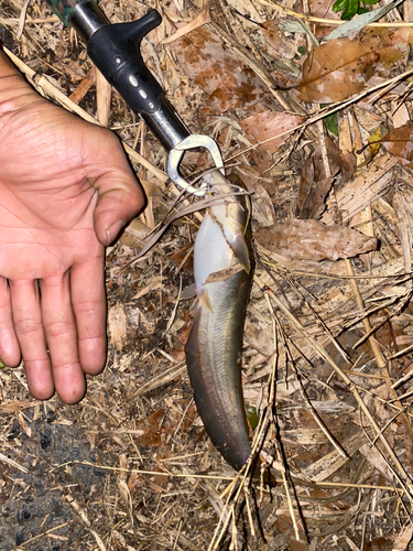 ナマズの釣果