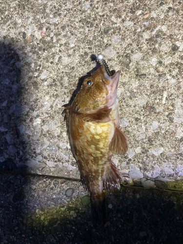 カサゴの釣果