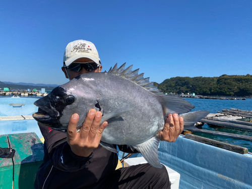 イシダイの釣果