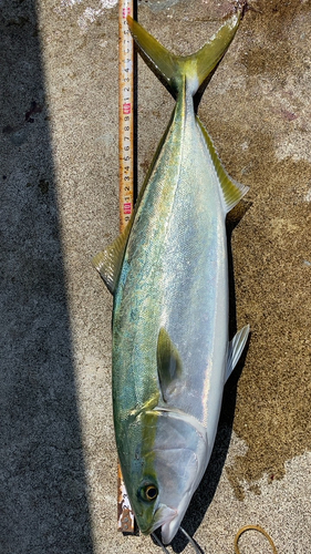 ハマチの釣果