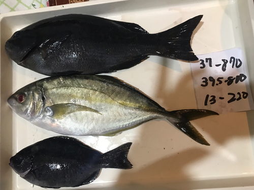 メジナの釣果