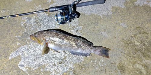 アイナメの釣果