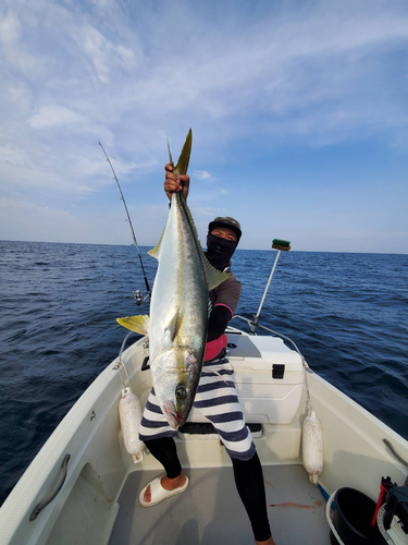 ヒラマサの釣果