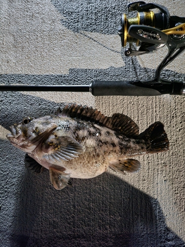 オウゴンムラソイの釣果