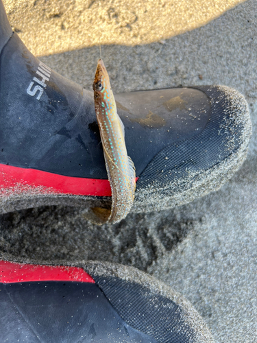 カマスの釣果