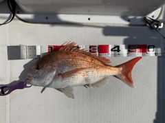 マダイの釣果