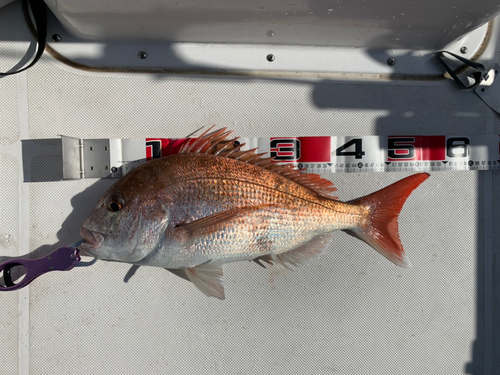 マダイの釣果