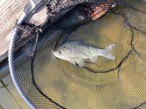 ヘラブナの釣果